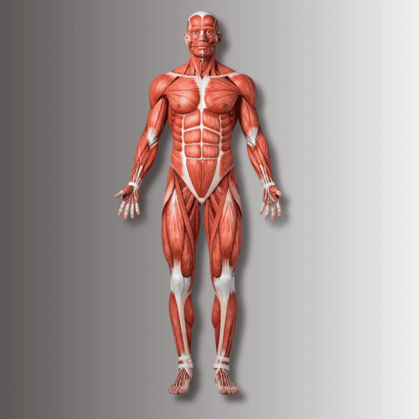 Človeško telo z mišičnim sistemom – osnovna anatomija v Kozmoterapiji™